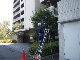 マンション周りの木の剪定（カット）です。