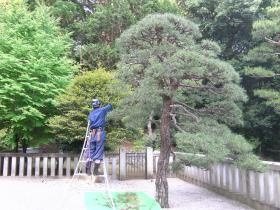 黒松の手入れ。