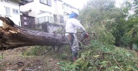 倒れた木をかたづけます。