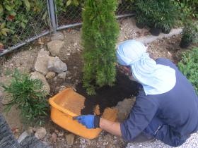 植樹（植える）作業。