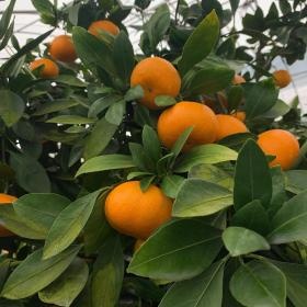 ハウス栽培で柑橘類を作る農園です