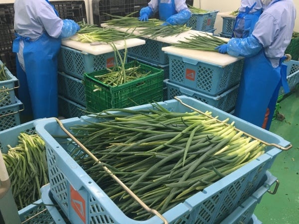 ネギのトリミング作業スタッフ