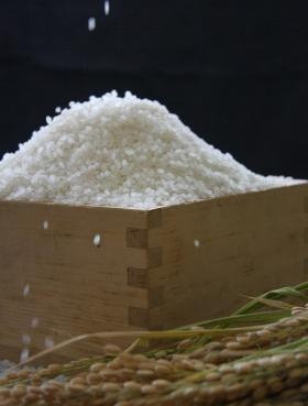 コシヒカリ１