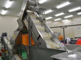食品工場大根作業