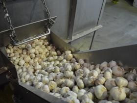 にんにくライン