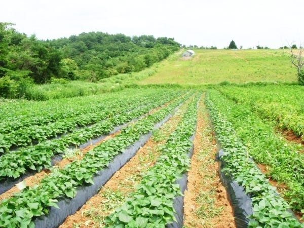 洗い場スタッフ（未経験者歓迎）