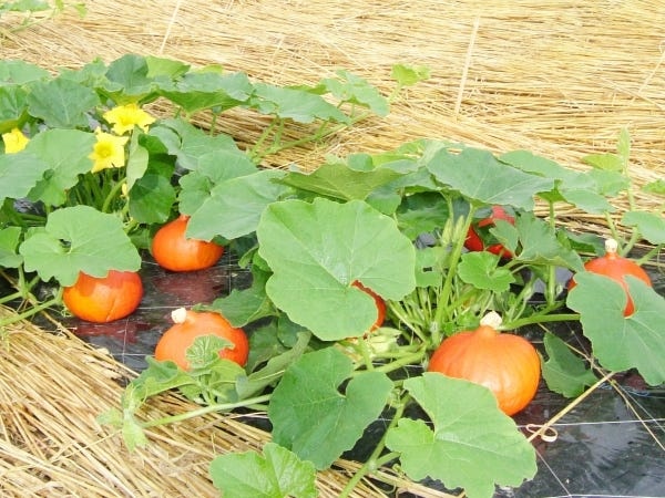 洗い場スタッフ（未経験者歓迎）