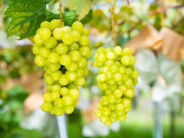 パソコン作業等バックオフィスのパソコン作業等バックオフィス業務