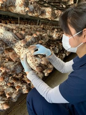 しいたけの収穫風景