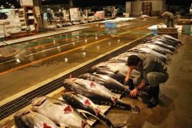 売場（せり用のマグロ）