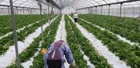 農園でのいちご畑作業