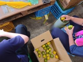 市場での作業・写真はみかんのネット詰め