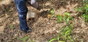 農園での栗収穫作業