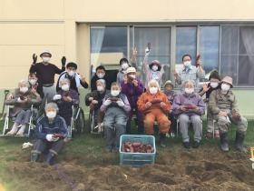 サツマイモ掘り