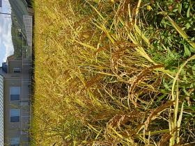 みんなで稲刈り前のたんぼ