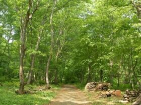 アファンの森の入口の様子