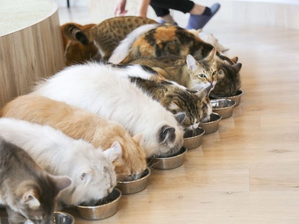 SNS投稿スタッフ（未経験OK・SNSノウハウの指導体制もありますので未経験の方でも大歓迎）