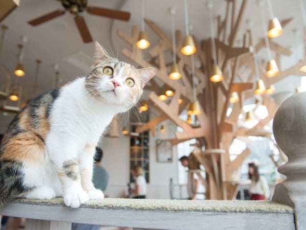 SNS投稿スタッフ（未経験OK・SNSノウハウの指導体制もありますので未経験の方でも大歓迎）