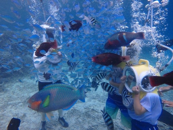 シーウォークの様子　非現実的な景色