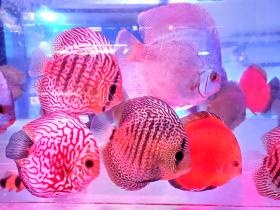 熱帯魚の王様 ディスカス