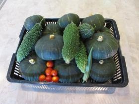 入居者様と職員達で育てて収穫した野菜たち