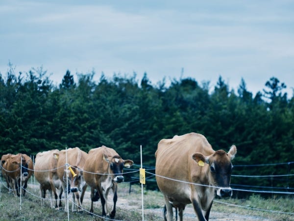 森林ノ牧場益子農場で一緒に働くメンバーを募集します。牛の飼養管理と新たに稼働する加工プラントでの乳製品製造に携わっていただく予定です。