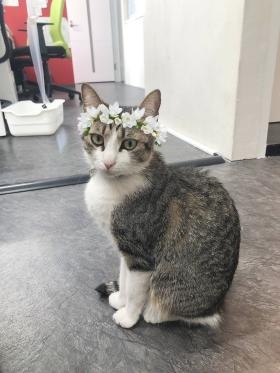 にゃん電研のにゃん子社員です☆彡