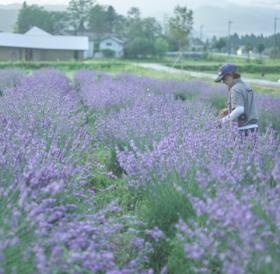 ヘルジアンウッドでのラベンダー刈り取り作業