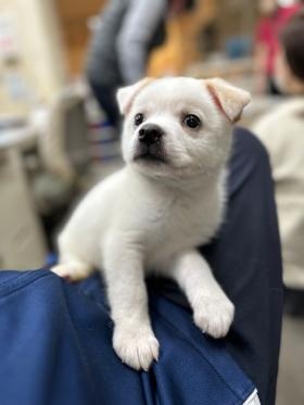 セラピードック（全盛期）