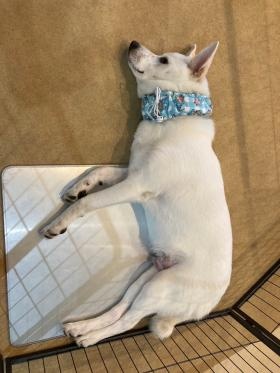 セラピードック（夏バテ）