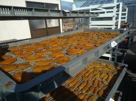 栽培したさつま芋を手作りで加工する農園部の干し芋は大好評！