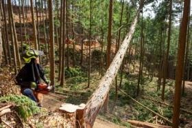 立木伐倒の様子