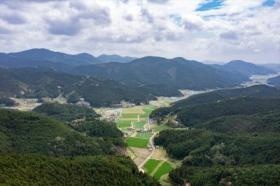 西予市宇和町山林の風景