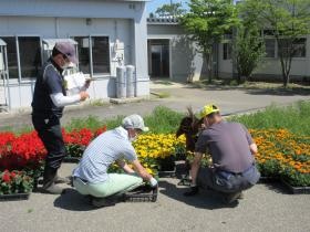 就労：園芸 春の花苗準備