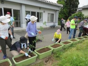 介護：トマト苗植え