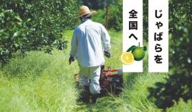 じゃばらを全国を広めることが、会社の目標です。