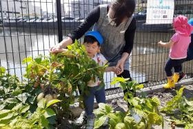 食育活動（小規模保育園）