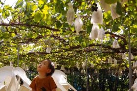 ぶどうを見上げる男の子