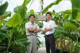 栽培ハウスにて