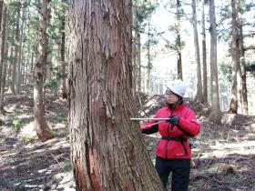 森林調査員 胸高直径計測