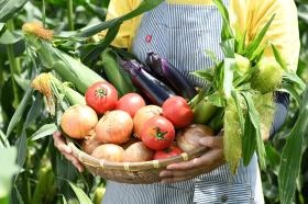 多品目の野菜を作っています