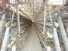 千綿農場（鶏舎内部）給餌・集卵は自動化されています。