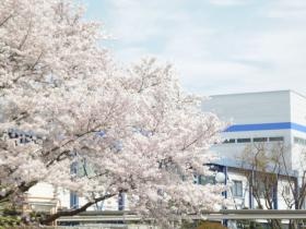 春には桜が満開です。