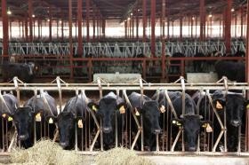 肉牛牧場の牛舎。グループ全体の飼養頭数は約３万頭