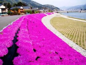 防草シートとシバザクラを組み合わせた緑化事例