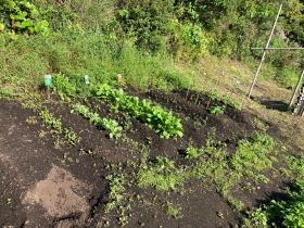 子どもたちと作った畑
