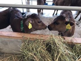 働きながら癒される