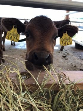 働きながら癒される