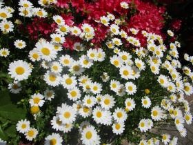 玄関までの花壇にはお花が満開です。