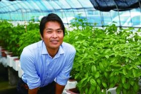 バジルの生産は日本でトップクラス